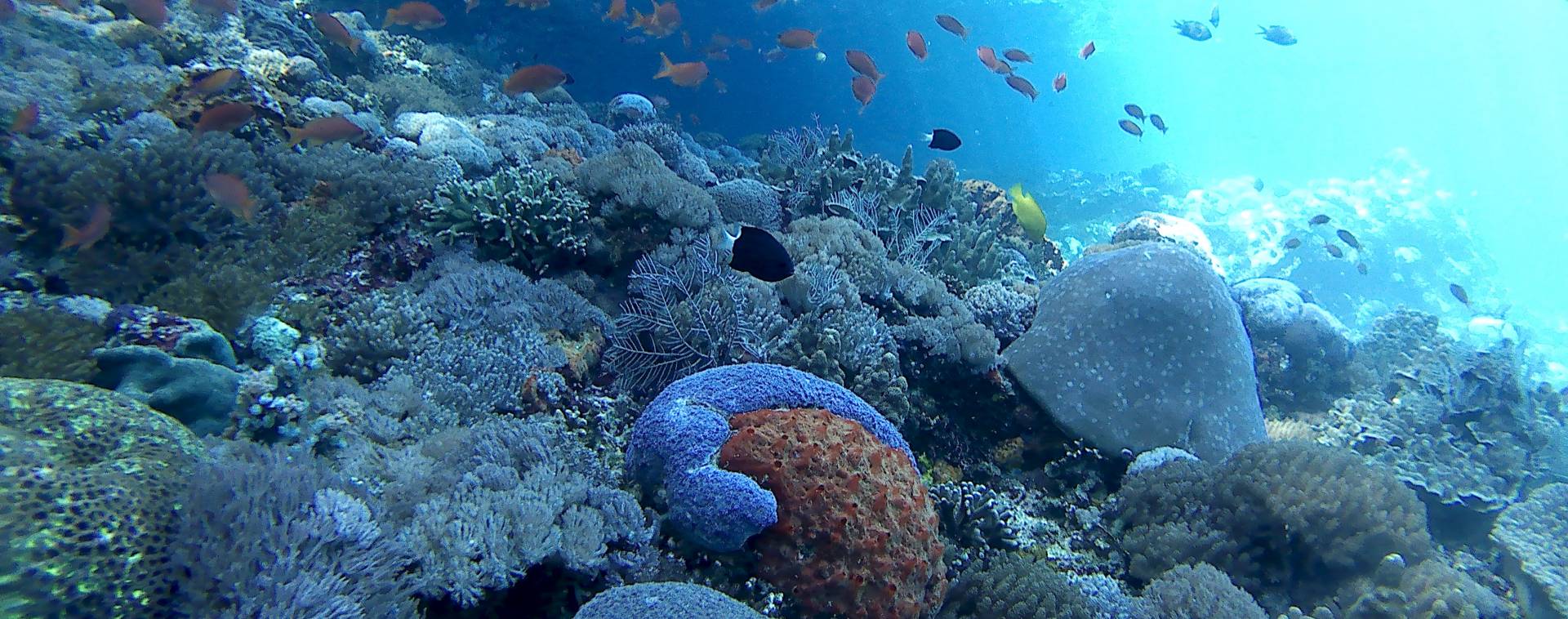 diving at nusa penida